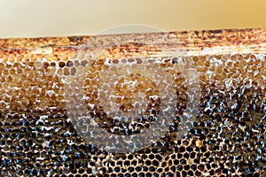 Isolated  honeycomb full with the  honey on a yellow  background