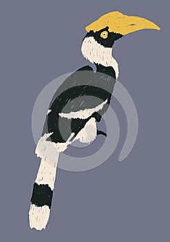 Isolated hornbills bird illustration