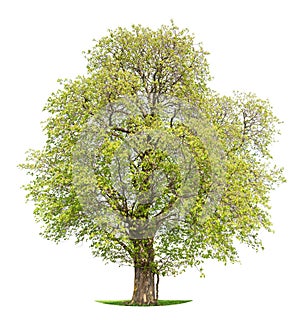 Isolated Horse Chestnut tree