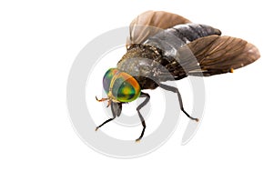 Isolated of Horse Fly
