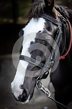 Isolated Horse Head with eye details