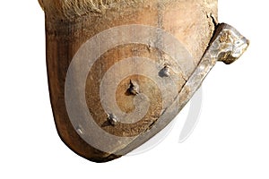 Isolated horse hoof