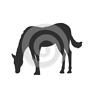 Isolated horse silhouette. Black draw of farm animal. Wild mustang side view. Animal eat grass