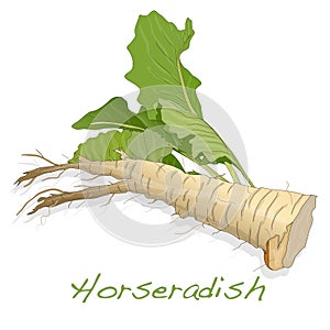 Isolated horseradish root vector