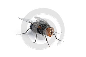 Isolated housefly