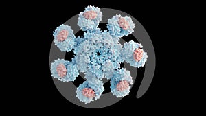isolated human apoptosome molecule or Apaf-1