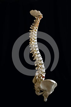 Isolated human spine.