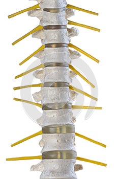 Isolated human spine