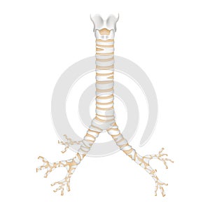 Isolated human trachea and bronchioles. Realistic 3d Vector illustration design photo