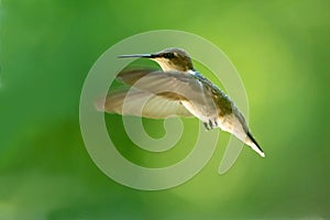 Isolated Hummingbird in Flight.