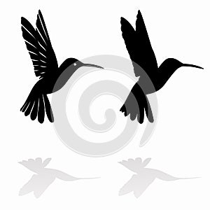 Hummingbird silhouette, vector draw