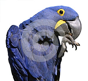 Isolated Hyacinth macaw