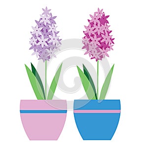 Isolated hyacinth plant in flower pot. Vector illustration