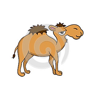 Isolated illustration of a camel