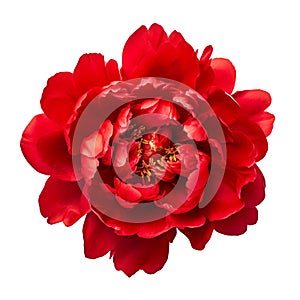 isolated illustration of red peony flower. Generative AI