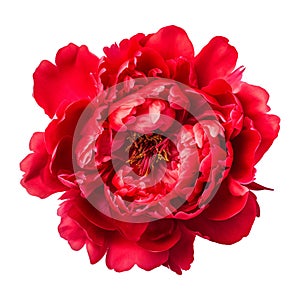 isolated illustration of red peony flower. Generative AI