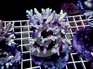 Isolated image of Acropora coral. Acropora is a genus of small polyp stony corals.