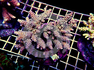 Isolated image of Acropora coral. Acropora is a genus of small polyp stony corals.