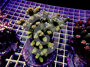 Isolated image of Acropora coral. Acropora is a genus of small polyp stony corals.