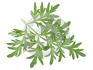 Isolated image of artemisia medicinal herb plant. Sprig of medicinal wormwood.