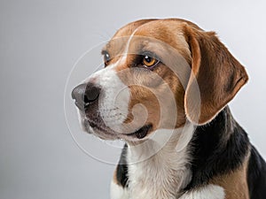 Isolated image of a beagle dog up close.