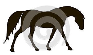 Isolated image, black silhouette of a  walking horse on a white background