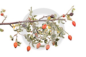 Isolated image of a branch rose hips.