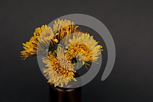 Isolated image of bunch of yellow dandelion flowers on small amber glass essential oil bottle on black background with copy space