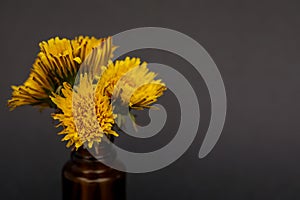 Isolated image of bunch of yellow dandelion flowers on small amber glass essential oil bottle on black background with copy space