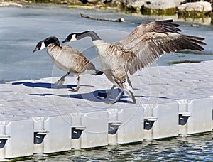 Isolated image of a Canada goose standing