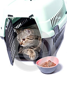 Isolated image, a cat inside a cat tabi gold carrier, a bowl of food