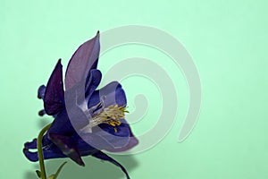 Isolated image of a columbine,akelei flower, that is photographed against a green background
