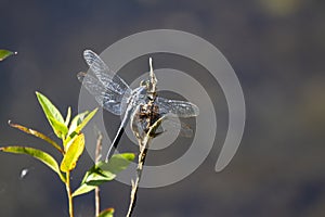 Isolated image of a dragonfly on a branch