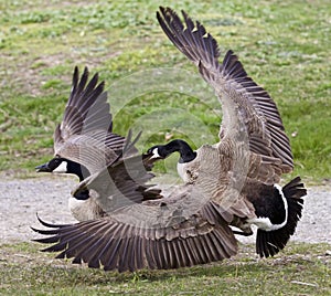 Isolated image with a fight between two Canada geese