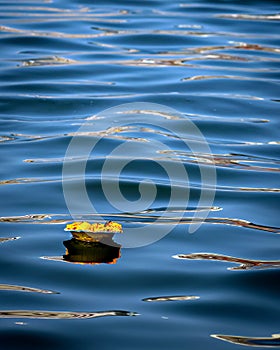 Isolated image of a floating lamp with flowers and candle offered to holy river Ganges at Varanasi Ghats
