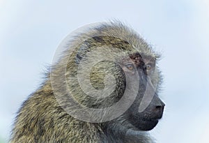 Isolated image of a funny baboon looking aside