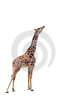 Isolated image of giraffe reaching high to feed itself
