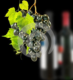 isolated image of grapevine on white background close-up
