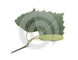 Isolated image of green birch bud and leaves on white background