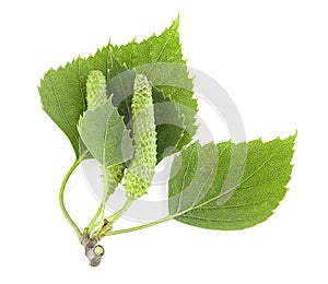 Isolated image of green birch leaves and bud on white background