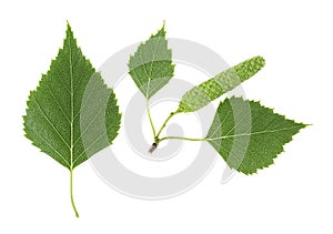Isolated image of green birch leaves and bud on white background, top view
