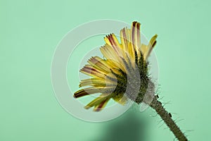 Isolated image of a hieracium,hawkweed flower, that is photographed against a green background