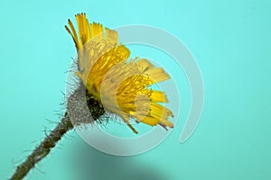 Isolated image of a hieracium,hawkweed flower, that is photographed against a green background