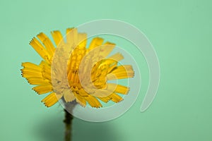 Isolated image of a hieracium,hawkweed flower, that is photographed against a green background