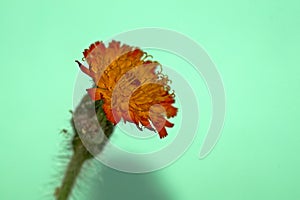 Isolated image of a hieracium,hawkweed flower, that is photographed against a green background