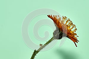 Isolated image of a hieracium plant photographed against a green background