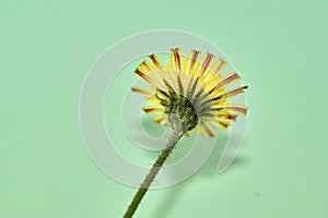 Isolated image of a hieracium plant photographed against a green background