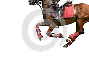 Isolated image of Horse polo Running in polo