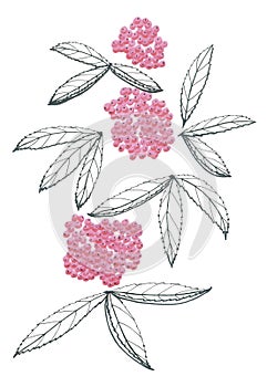 Isolated image of leaves and bunches of elderberry berries