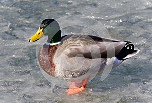 Isolated image of a mallard standing on ice